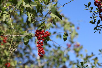 Smilax aspera is a perennial, evergreen climber with a flexible and delicate stem, with sharp thorns	
