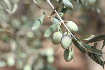 ripening green olive fruits in summer