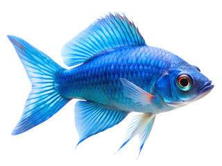 Fototapeta premium Blue Johanni fish swiming isolated on a transparent background