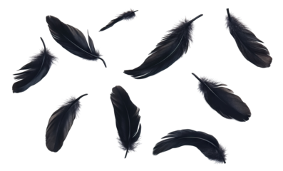 Set of black feathers flying in the air, isolated on transparent cutout background