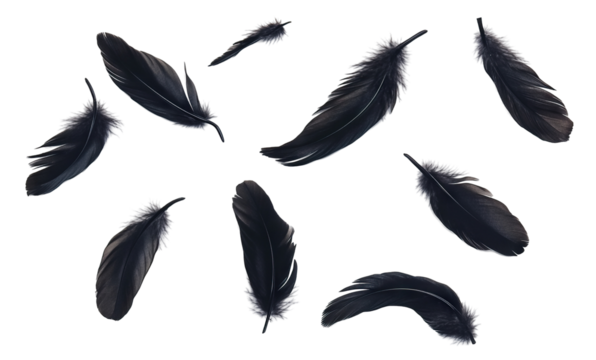 Set of black feathers flying in the air, isolated on transparent cutout background
