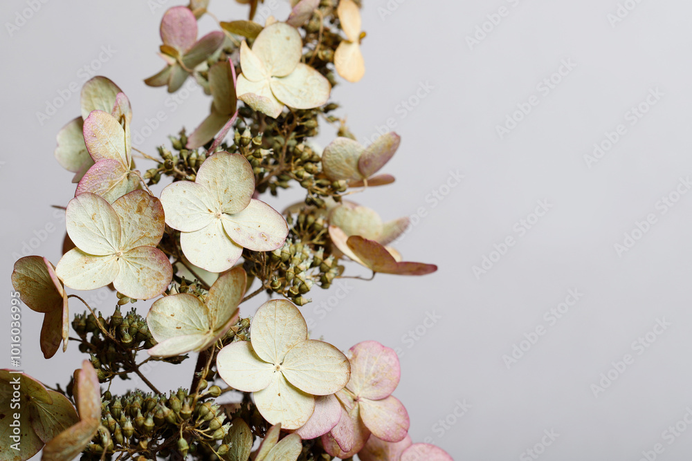 Canvas Prints Dried hortensia flowers on paper background, copy space.