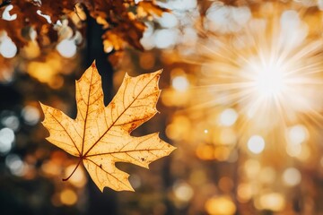 Fototapeta premium A shining maple leaf stands against a backdrop of dazzling autumn colors illuminated by a sunburst, symbolizing warmth and joy in nature's cycle of renewal.