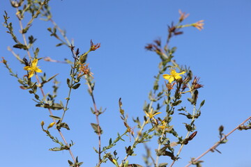 Hypericum Perforatum (St John's wort) flower