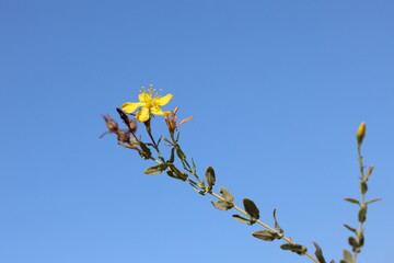 Hypericum Perforatum (St John's wort) flower