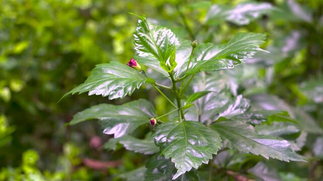 Gudhal Hibiscus with Green Leaves and Young Red Flower in an Indian Botanical Garden, Uttarakhand