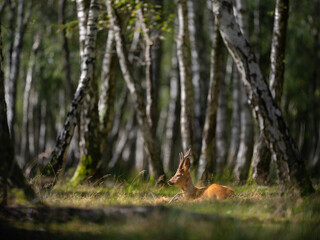 Un chevreuil mâle au repos dans un bois de boulots