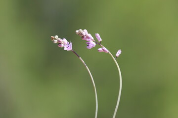prospero autumnale is an autumnal flowering plant of the family Asparagaceae