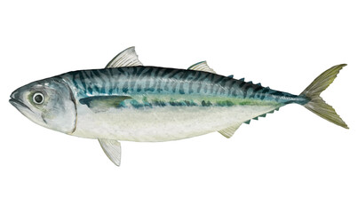 リアルな鯖のイラスト