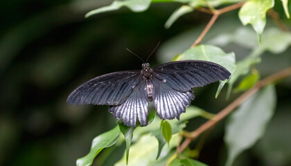 Great Mormon (Papilio memnon) Butterfly
