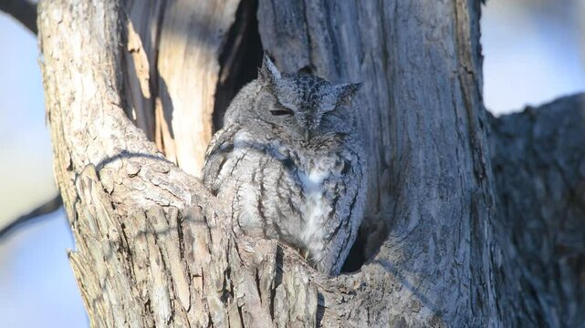 Eastern screech owl!