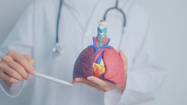 Doctor with Respiratory system anatomy for Diseases. Lung Cancer, Asthma, Chronic Obstructive Pulmonary or COPD, Bronchitis, Emphysema, Cystic Fibrosis, Bronchiectasis, Pneumonia and Pleural Effusion