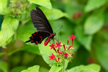 Pink Rose, pachliopta kotzebuea, a swallowtail Butterfly found in the Philippines © sue