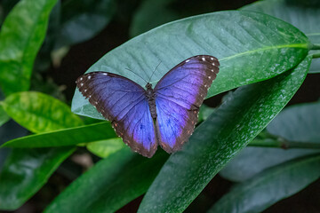 Menelaus blue morpho butterfly , found in Central and South America
