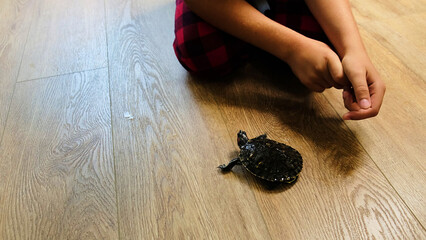 small turtle rides on a tiny skateboard as a child kneels behind it, creating a playful and imaginative scene indoors. The setting reflects curiosity and creative interaction with pets.