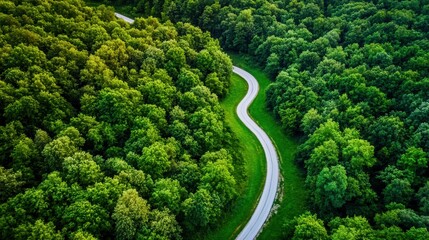 Aerial view of a winding road through lush green forest, showcasing nature's beauty and tranquility.