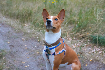 Walking Basenji dog happy portrait. African dog on a walk in the forest..