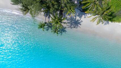 The tropical  white sand beach with  Aqua waves and coconut palm tree as shadow on blue background.
