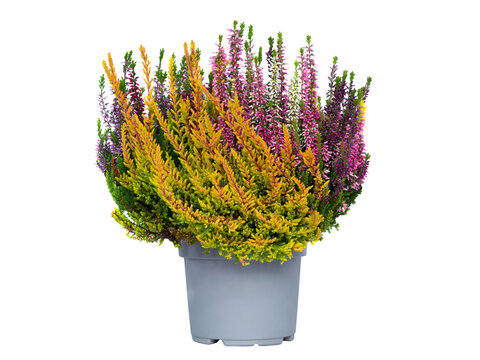 heather isolated on white background