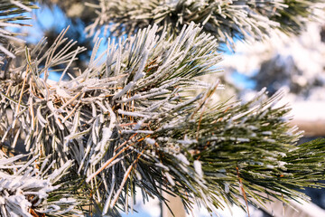 Frozen coniferous tree branch with snow