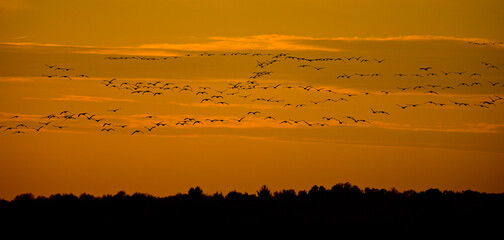 Rastende Kraniche (Grus grus) bei Sonnenuntergang, Diepholzer Moorniederung, Deutschland © bennytrapp