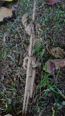 a piece of wood or tree branch lying on the ground, surrounded by leaves and dirt