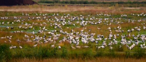 Rastende Kraniche (Grus grus) im Großen Moor, Diepholzer Moorniederung, Deutschland © bennytrapp