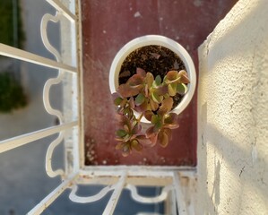 jade tree © carmenmont