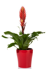 Red potted Vriesea bromeliad plant isolated on white