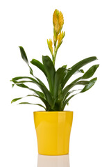 Yellow potted Vriesea bromeliad plant isolated on white
