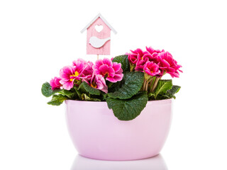 Pink potted primrose in bloom isolated on white