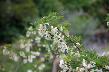 Bunches of white acacia.