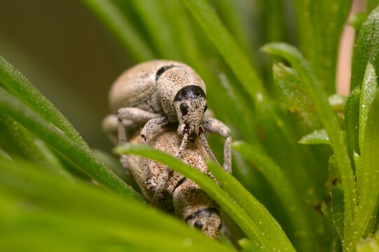 beetles Nut Leaf Weevils, Strophosoma melanogrammum, mating on a plant stem