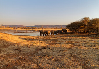 A small herd of African Elephants gathered at the edge of a Waterhole on the Madikwe Game Reserve in South Africa one early evening.