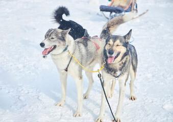 Naklejka premium Dogs for dog sledding. Winter entertainment