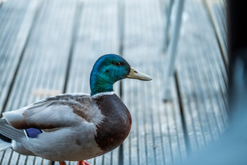 close up of a duck at porch waiting for food
