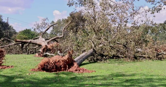 When stormy winds uproot tree on ground, everything around is damaged is during stormy hurricane