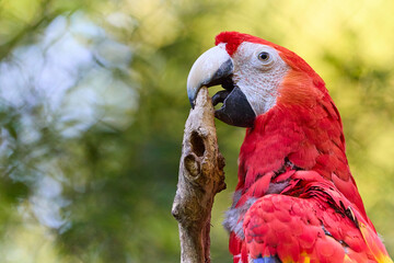 Close-up of parrot red ara on yellow background © denisapro