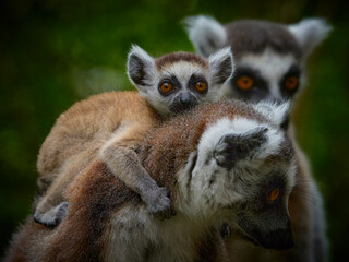 Close-up family of ring tailed lemurs (catta lemurs) with baby © denisapro