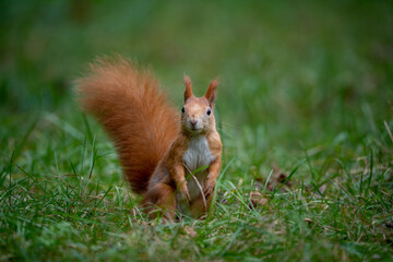 red squirrel in the meadow