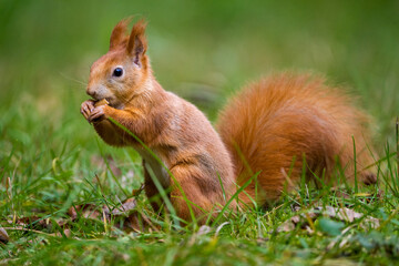 red squirrel in a meadow with a nut