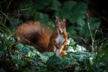 red squirrel in the meadow