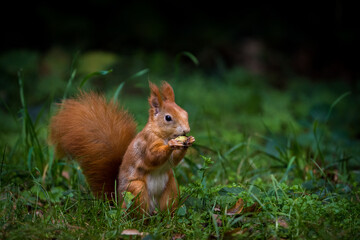 red squirrel in a meadow with a nut