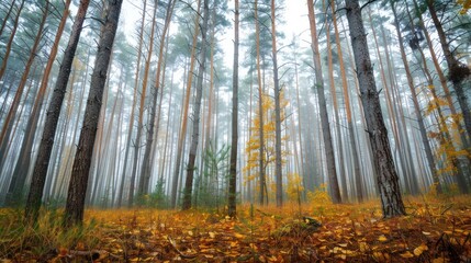 Obraz premium Tall Trees in a Foggy Autumn Forest