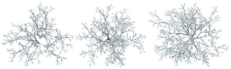 Top view white snowy covered tree seasonal cut out transparent backgrounds 3d illustrations png