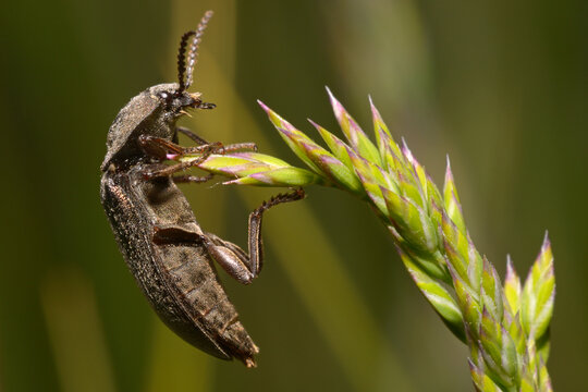 click beetle Agrypnus murinus sitting on a plant