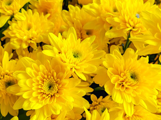yellow chrysanthemum flowers