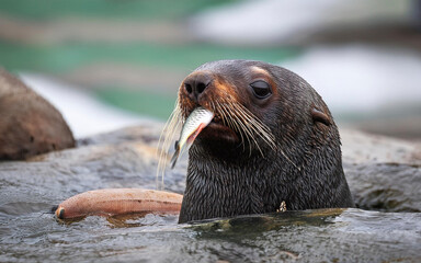 Fototapeta premium an alpha sea lion from a pack eating a fish