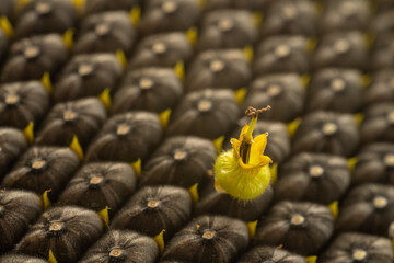 Close-up of sunflower seeds with petals