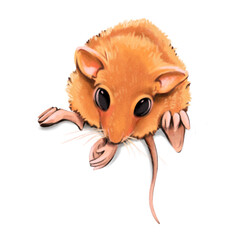 Field mouse, rodent, realistic mouse from nature.